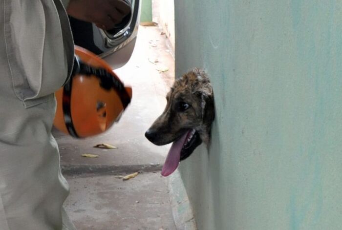 Cachorro entala cabeça em buraco de muro e tem de ser resgatado pelos