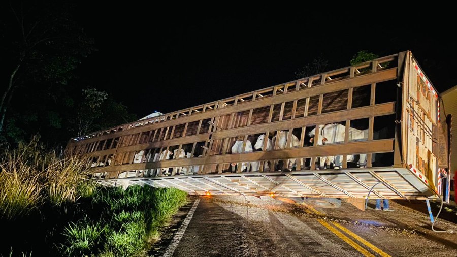 Carregado de bois caminhão tomba em rodovia de Paraíso das Águas