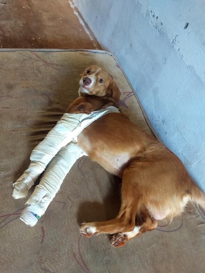 Família socorre cachorro atropelado e pede ajuda pra cirurgia de