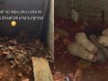 Ap&oacute;s perder animais de estima&ccedil;&atilde;o, mulher encontra ninhada em terreno e decide garantir cuidados e ado&ccedil;&atilde;o respons&aacute;vel para todos.