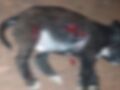 Homem atacou o animal no quintal de casa e ainda desafiou o tutor ao ser flagrado: 'agora pega essa faca e me mata'.