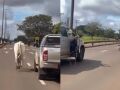 Passageiro de caminhonete foi flagrado tentando la&ccedil;ar o animal no meio da avenida.
