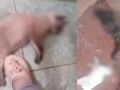 Animais mortos nos &uacute;ltimos dias na Vila Fernanda.