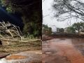 Moradores afirmam que j&aacute; haviam alertado sobre &aacute;rvores velhas no bairro e cobram retirada ap&oacute;s queda sobre carro.