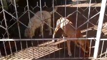 Moradores mudam e deixam cães em pele e osso em casa no Guanandi (vídeo)