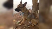 É linda! Cachorra aparece no Uirapuru e morador procura quem queira adotar (vídeo)
