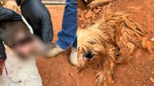 Mulher é presa por criar 'carrapato com cão' e ainda ofende delegado no Rancho Alegre