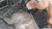 Cavalo é encontrado morto e outro ferido durante fiscalização da PMA em Ponta Porã
