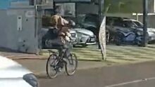Cachorro-papagaio? Homem anda com animal no ombro na Avenida Bandeirantes (vídeo)