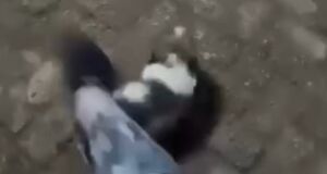 Suspeita arreme&ccedil;a animal no ch&atilde;o e ainda chuta o filhote