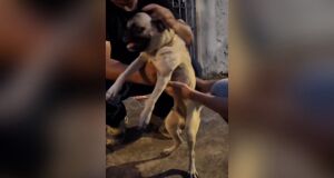 A mulher foi presa em flagrante ap&oacute;s animal ser encontrado com les&otilde;es na cabe&ccedil;a e infesta&ccedil;&atilde;o de parasitas