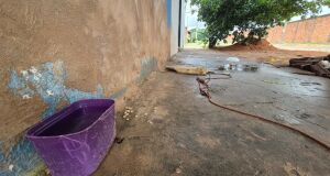 C&atilde;o de grande porte teria escapado de supermercado; duas pessoas foram detidas ap&oacute;s a ocorr&ecirc;ncia