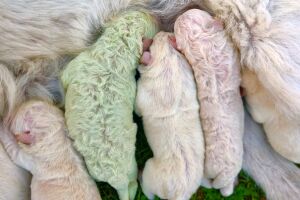 Que fofura: cachorrinho nasce verde e ganha nome de Pistachio