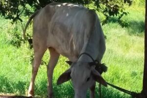Criminosos paraguaios fogem de polícia e abandonam vaca viva em porta-malas