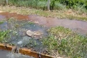 Vídeo: vazamento de esgoto em direção a nascentes indigna leitor no Parque dos Poderes