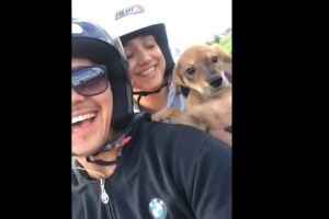 Vídeo: casal em moto resgata cadelinha em estrada de Aquidauana e vídeo explode nas redes