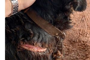 Homem mutila cachorro com facão para fazê-lo parar de latir em MS