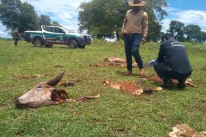 Em ação conjunta, PMA e Polícia Civil buscam ladrões de gado em Terenos