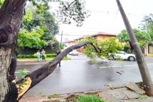 Caminhão puxa fiação, atinge poste e derruba tronco de árvore no Itanhangá Park