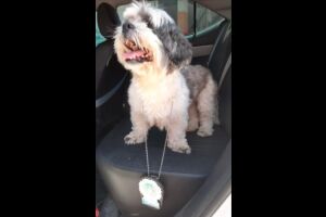 Cachorro Bob, levado em assalto em rodovia, é achado e 'ganha' até distintivo da polícia no RJ