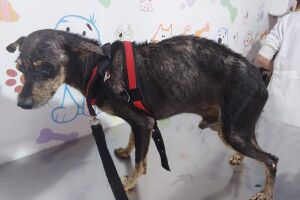 Cãozinho é resgatado desnutrido e com sinais de maus-tratos em MS