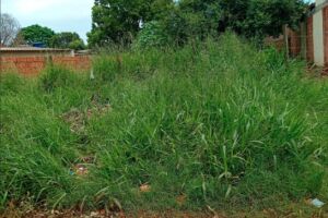 Foco de dengue: mãe se revolta ao ver terreno vizinho tomado por mato e lixo no Lageado