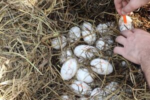 Ovos de jacaré são retirados de ponto turístico em MS