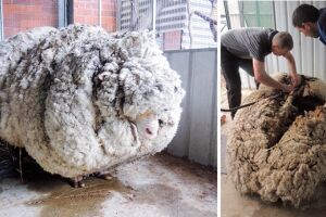 Ovelha com 35 kg de lã é resgatada doente de floresta
