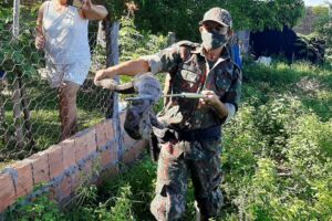 Homem aciona polícia após cobra comer gato de residência em Rio Negro