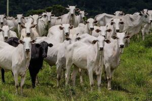 Vida de gado: fazendeiro sente falta e percebe roubo de 60 animais em Campo Grande
