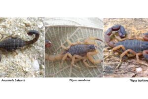 Tityus serrulatus (escorpião amarelo) e Tityus bahiensis (escorpião marrom) são considerados os mais perigosos da espécie