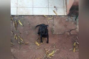 Vizinhos denunciam abandono de animais e morte de gatos por desnutrição no Jardim Anache