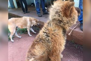 Jovem é multada após deixar cachorro sem água e comida