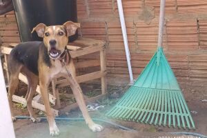Decat resgata animal amarrado 24 horas em casa no Centro Oeste