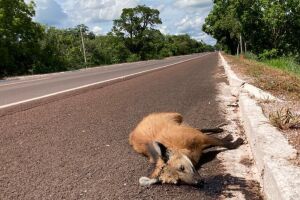 ONGs alertam MPE: sem prevenção, obras em rodovias vão gerar massacre de animais em MS