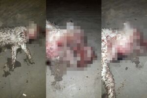 Pitbull solto arranca cabeça de poodle no Tiradentes; criança fica arrasada