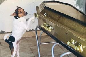Cachorro chora ao lado do caixão da dona em velório