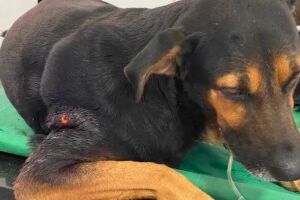Cão Boby é torturado sem dó e grupo faz vaquinha por tratamento