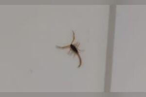 Moradora encontra escorpião escalando parede no Tijuca