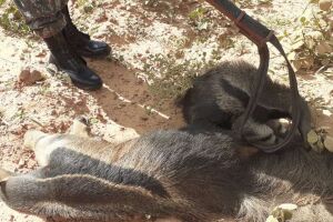 Vídeo: filhote de tamanduá é achado abraçado ao corpo da mãe morta em Bonito