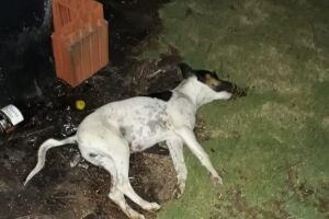 Cruel: homem mata cachorro a chutes em Bonito