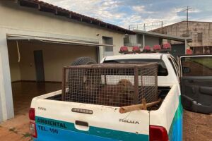 Sexta-feira muito louca: capivara invade motel em Dourados