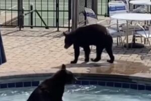 Que calor! Ursos entram em festa e 'alugam' piscina de escola