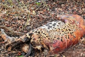 Onça monitorada morre em Corumbá; suspeita é envenenamento