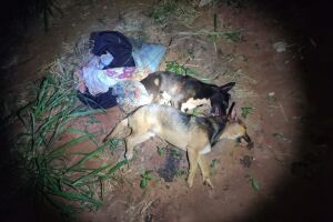 Cachorros foram mortos a pauladas pelo proprietário