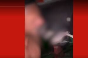 Estudante de veterinária preso após publicar vídeo mordendo focinho de boi