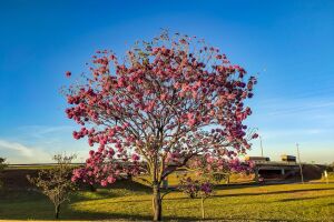 Após frio de congelar durante a semana, domingo será quente com máxima de 34ºC em MS