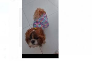 Cadelinha está desaparecida