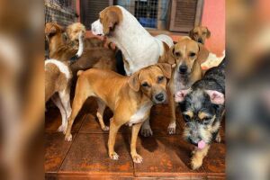 A ONG atua em Campo Grande há 6 anos resgatando animais necessitados, machucados e abandonados