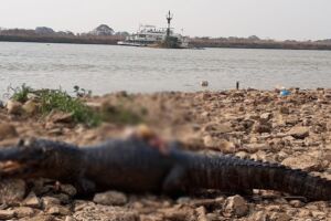 Um dos jacarés teria sido morto com um tiro na cabeça